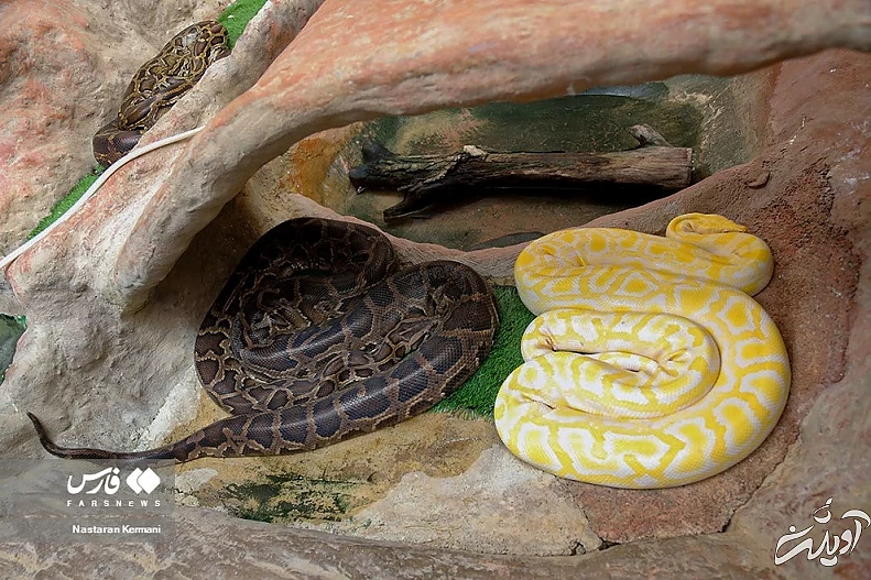 (تصاویر) تولد بچه مارهای پیتون در پارک چمران کرج